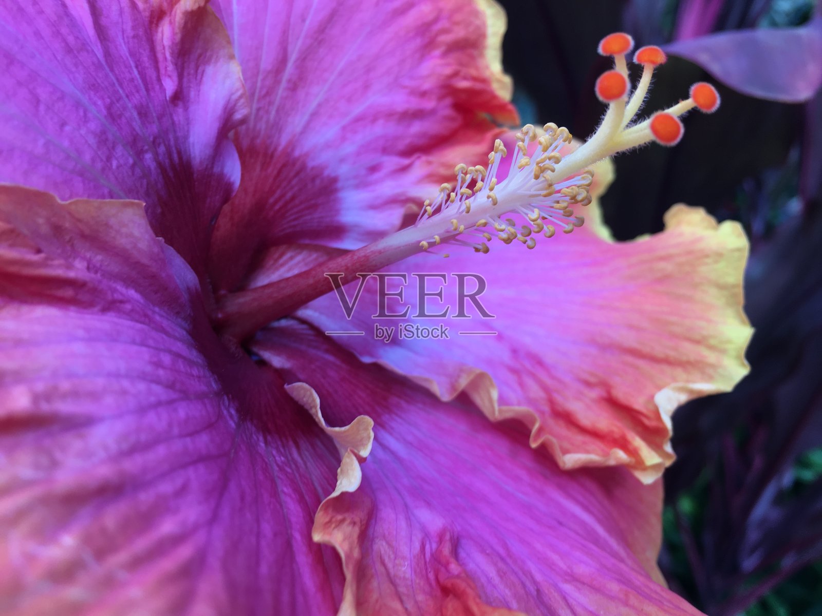 夏威夷考艾岛里休的木槿在夏天盛开。照片摄影图片