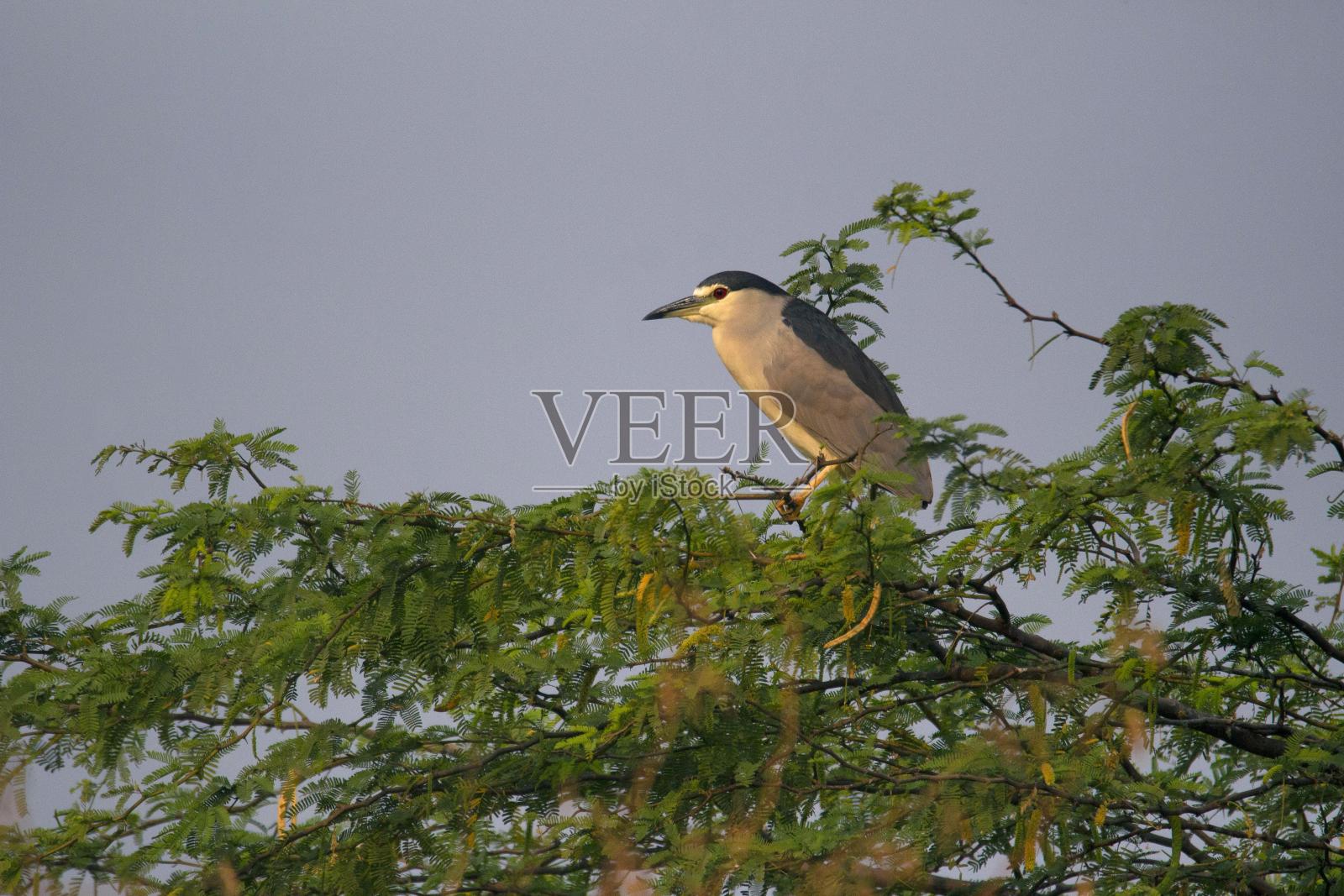 黑冠夜鹭，夜鹭，印度照片摄影图片