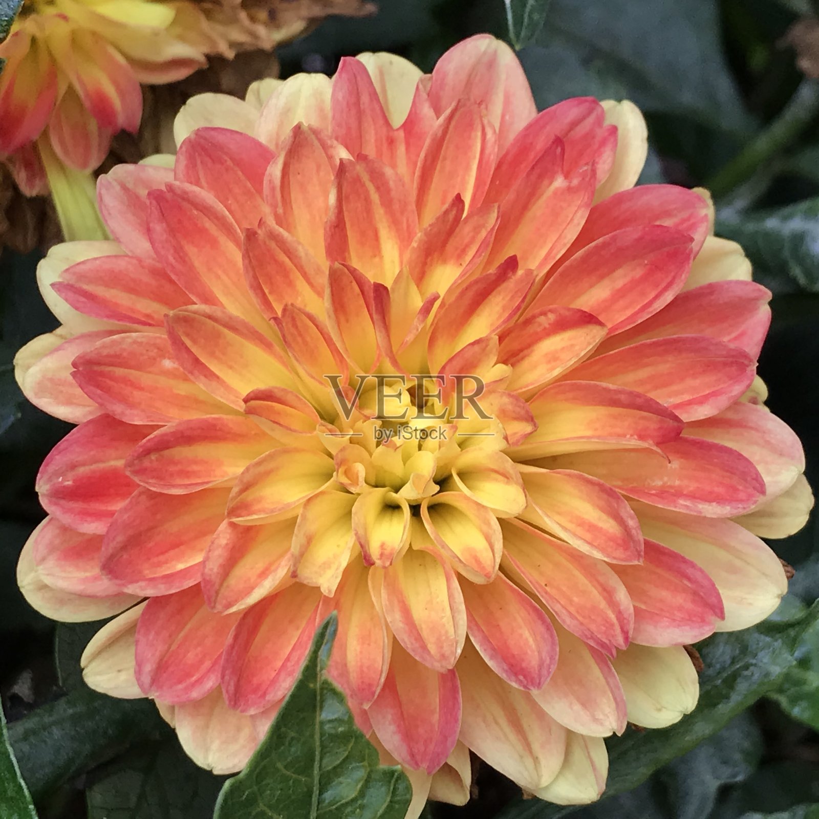 花照片摄影图片