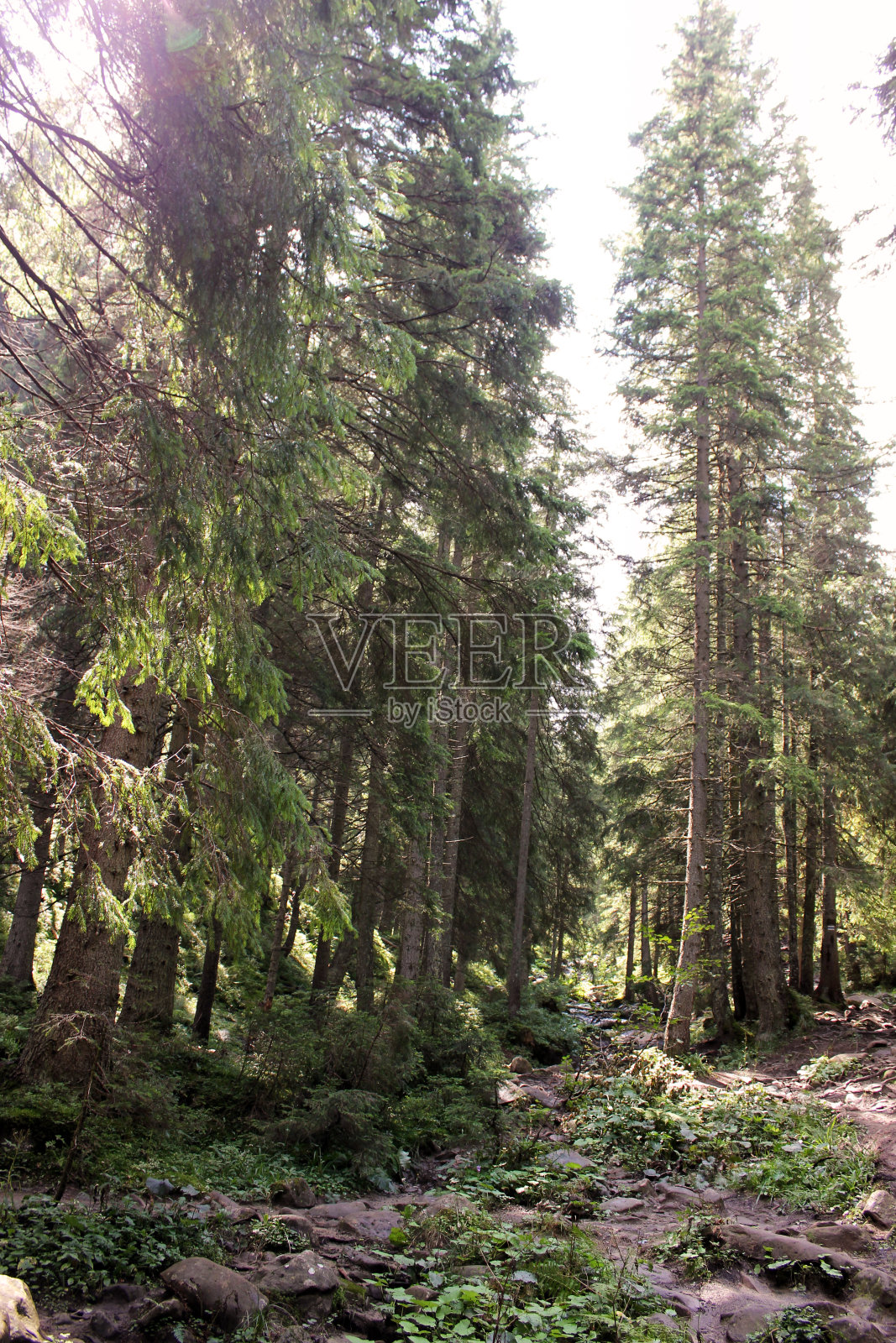 山间小道。风景优美的大自然照片摄影图片