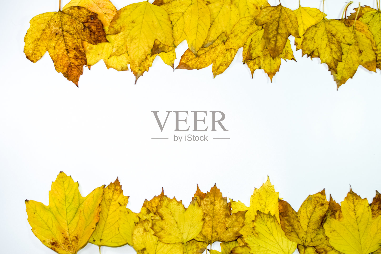 秋天黄色的枫叶在木制的背景上。照片摄影图片