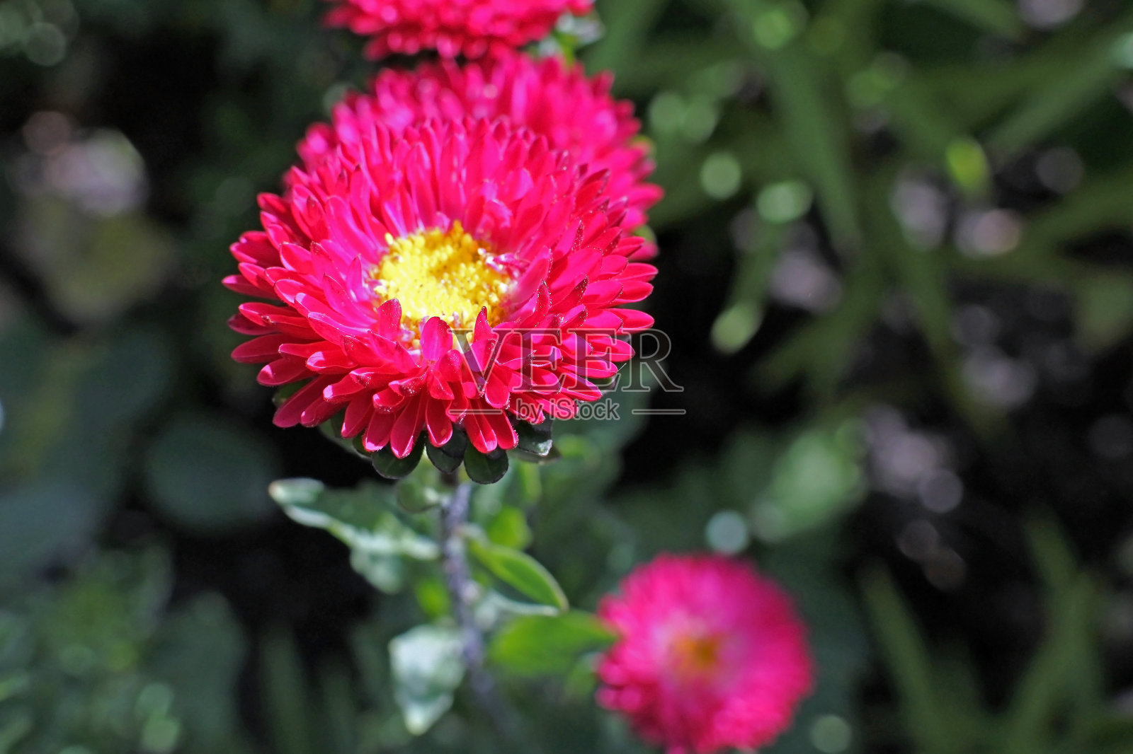 大红紫苑，宏观，狭窄的焦点区域照片摄影图片