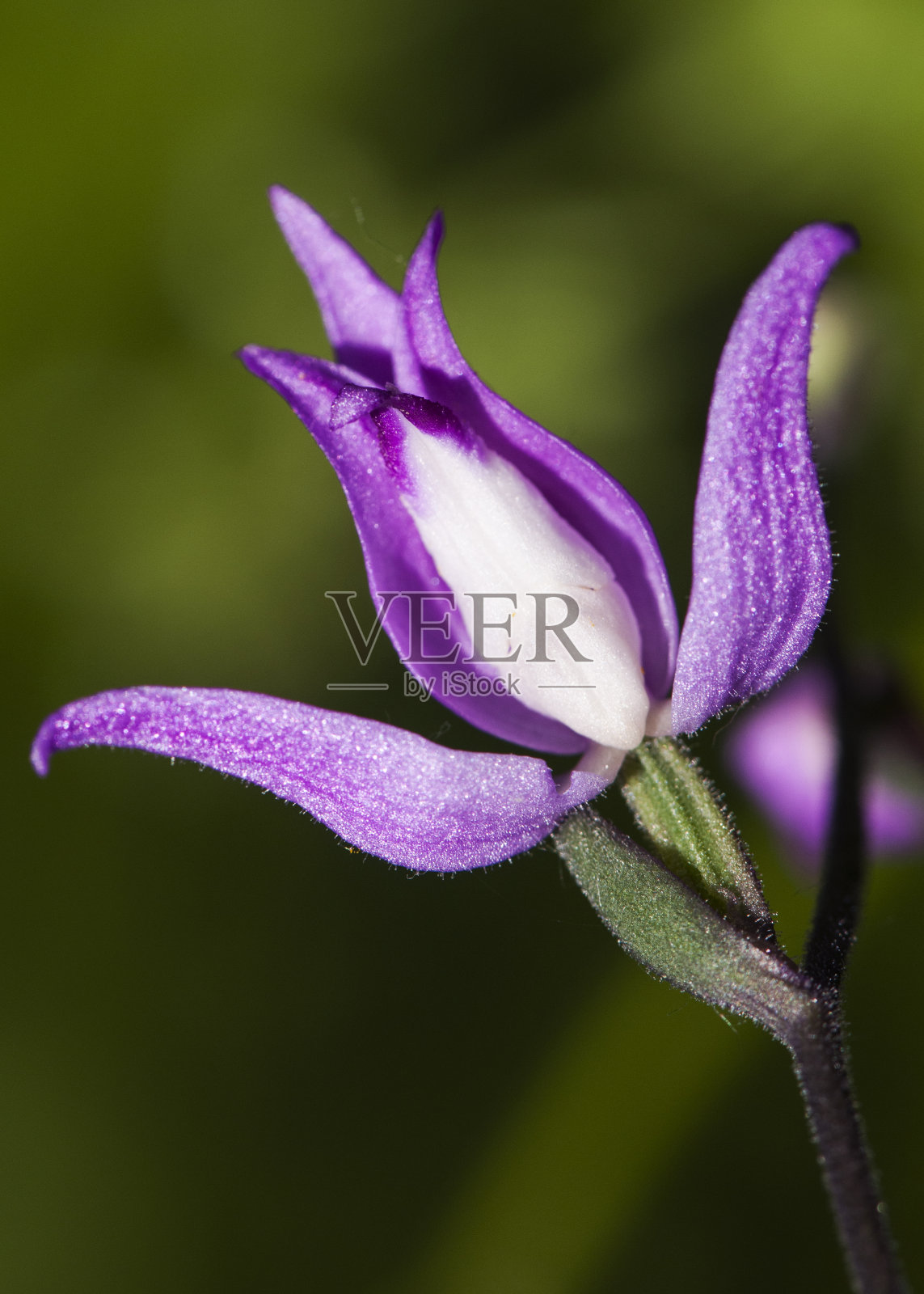 一种野生兰花，花呈深粉色或紫色照片摄影图片
