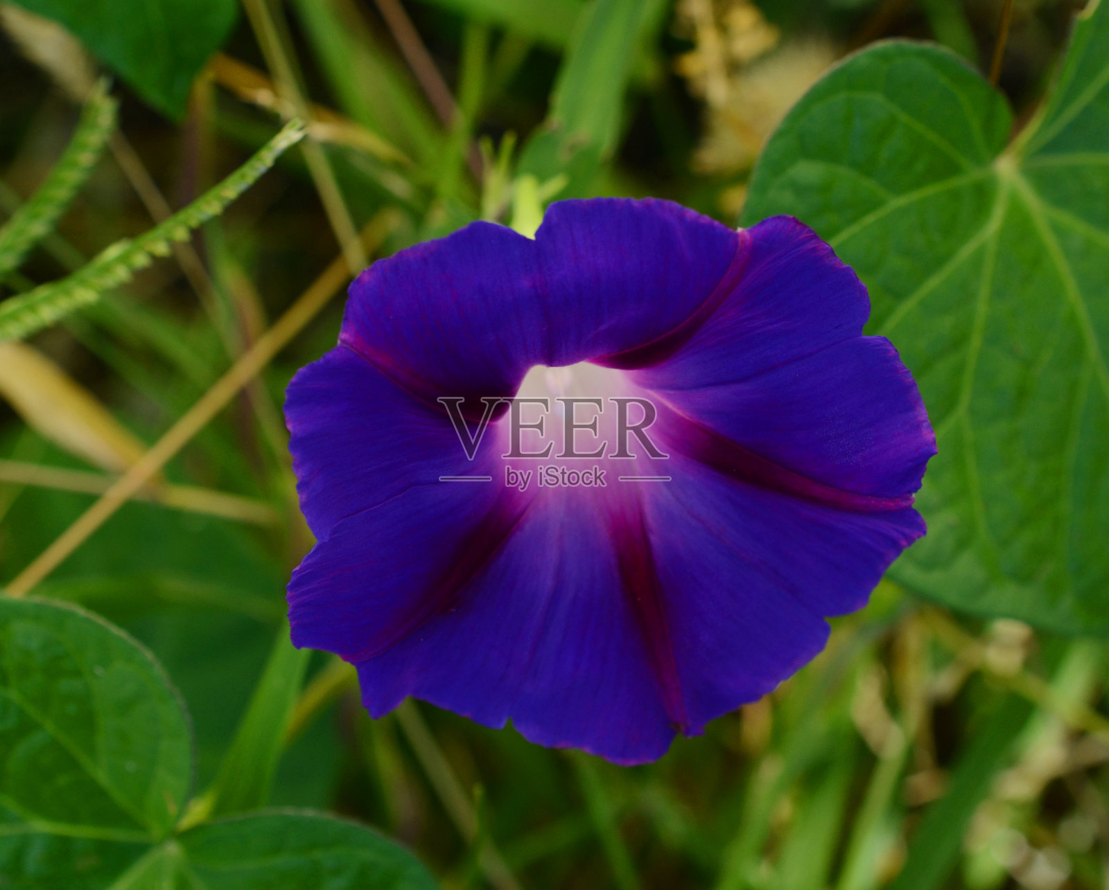 牵牛花花园照片摄影图片