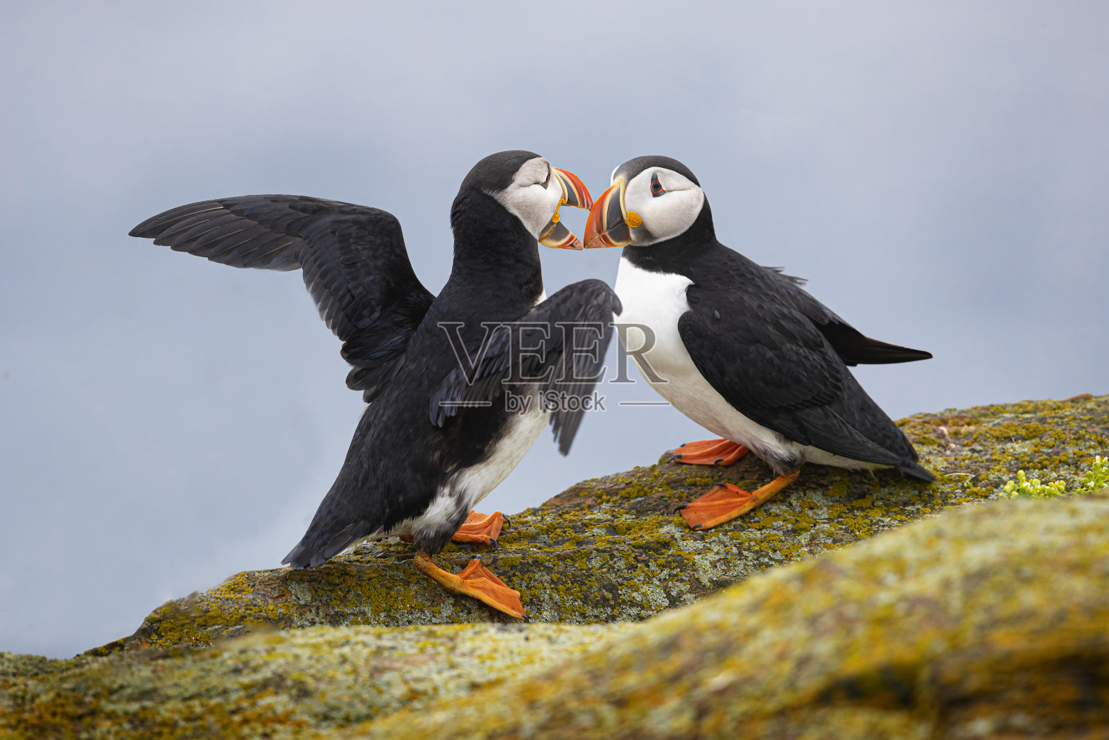 大西洋海雀照片摄影图片