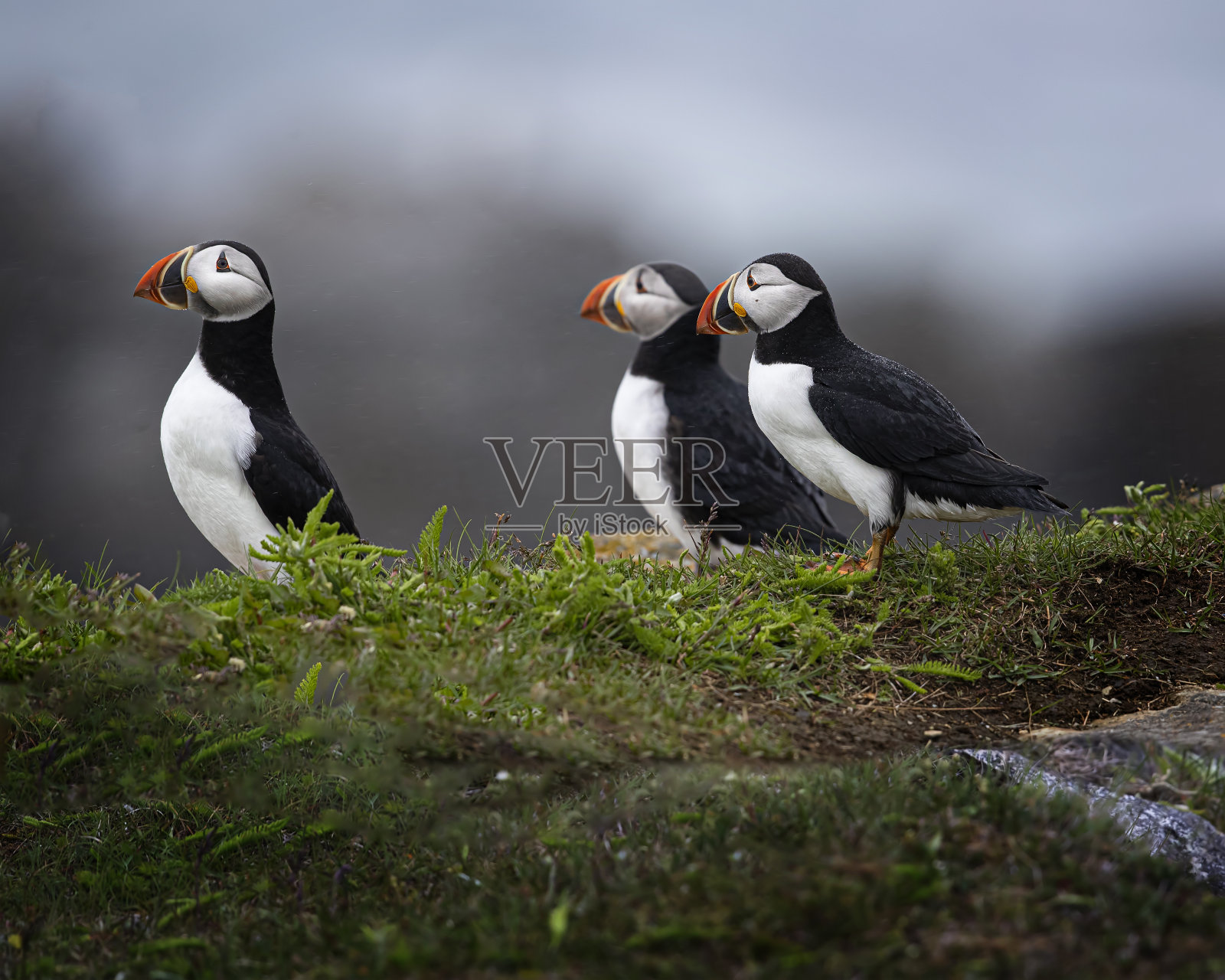 大西洋海雀照片摄影图片
