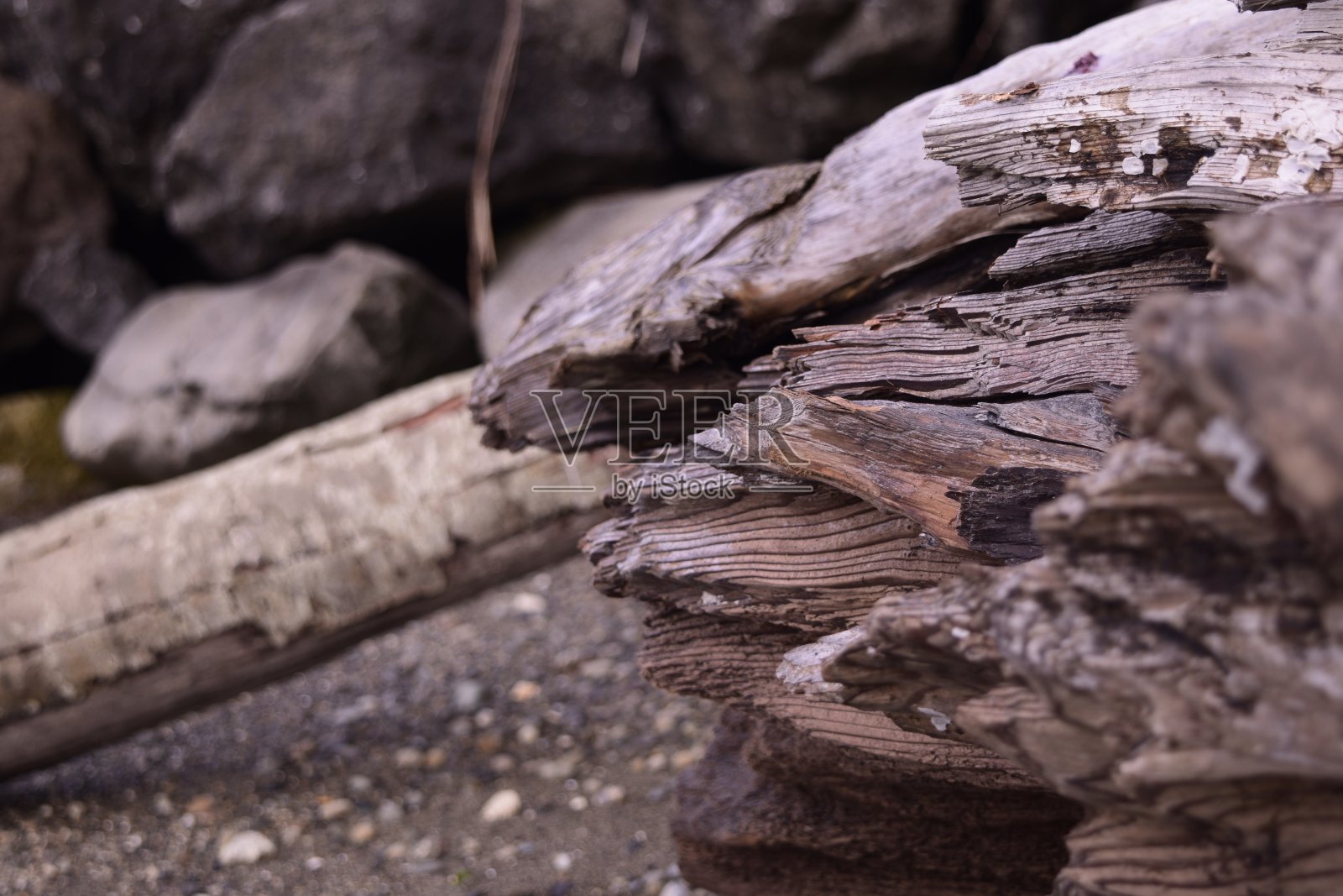 伯福特公园海滩上的旧浮木照片摄影图片