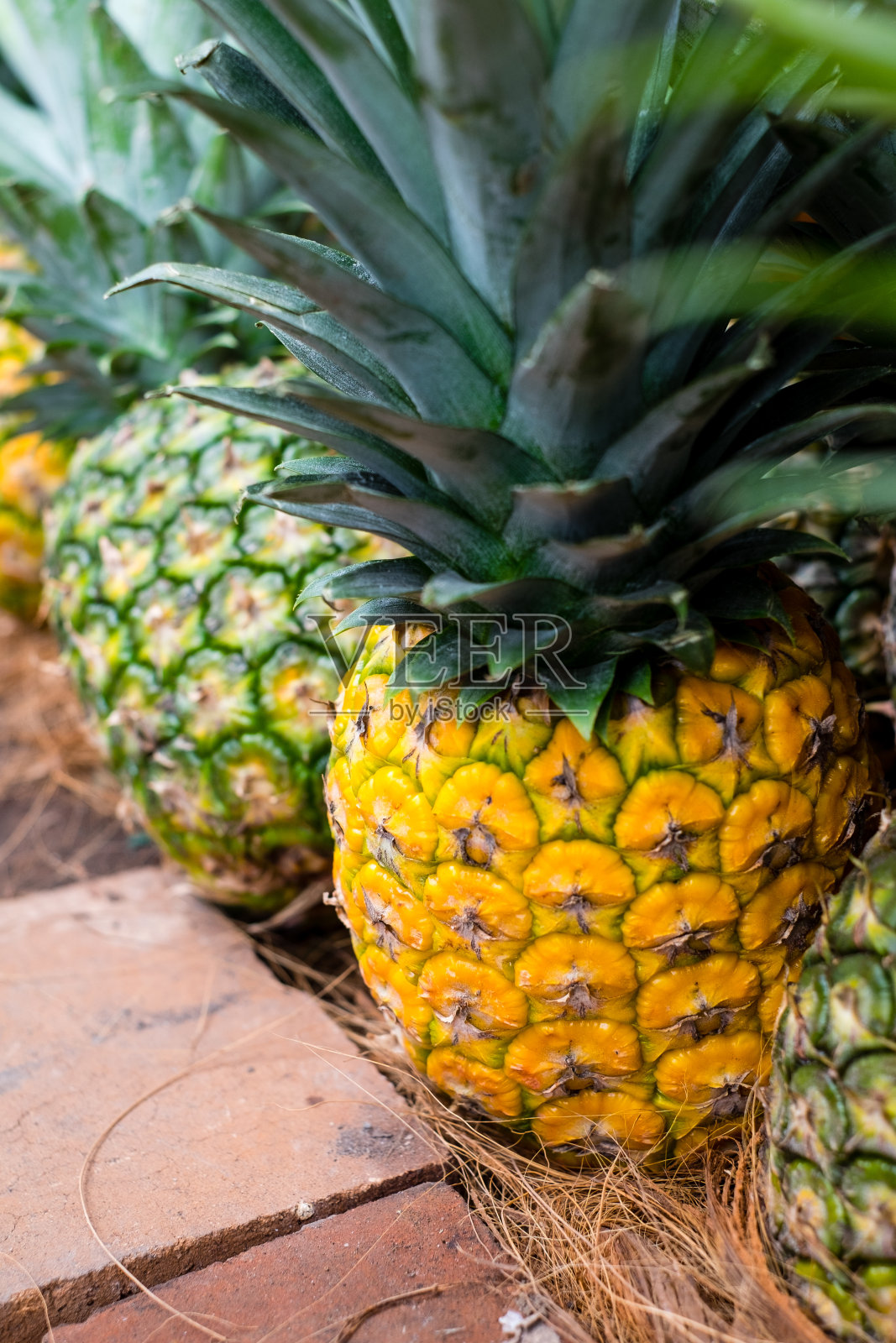排摘新鲜菠萝水果，甜MG3品种。照片摄影图片