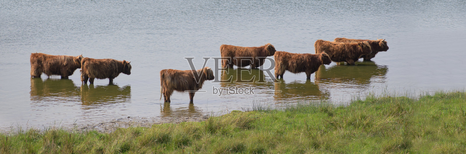 在一个阳光明媚的日子里，一群长褐色毛皮的加洛韦牛在一个湖的水在草地上，全景格式照片摄影图片