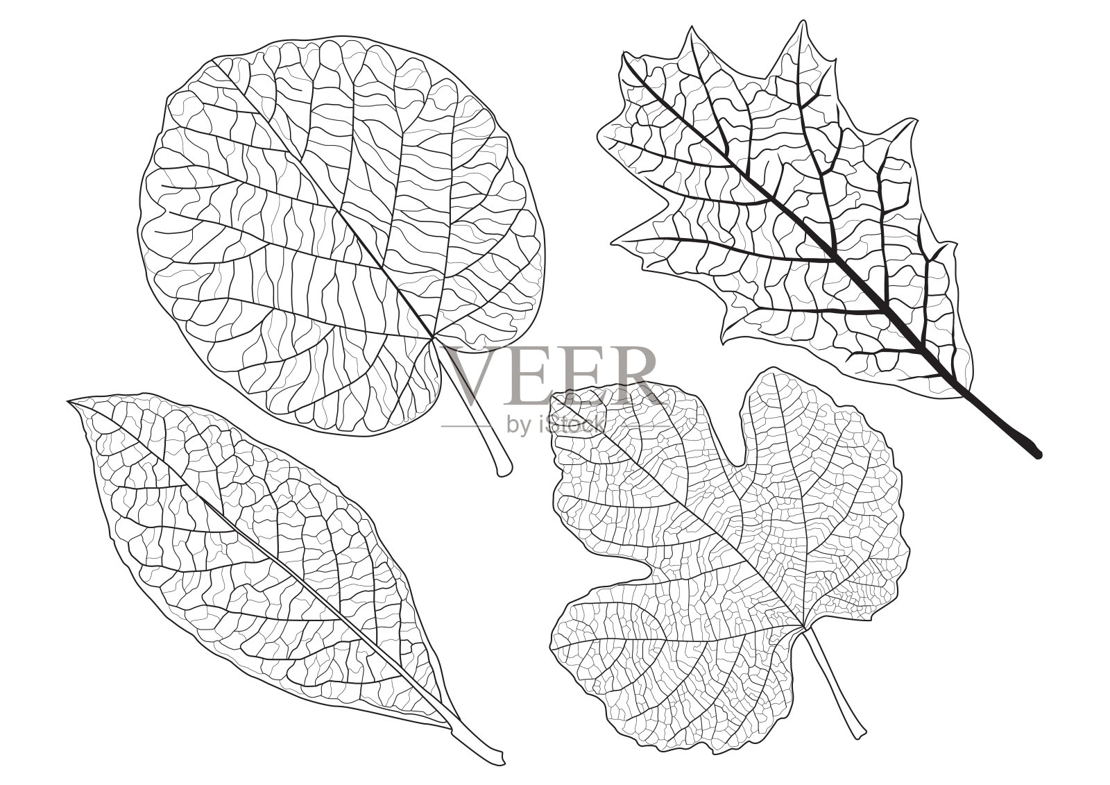 叶线单叶和叶图案黑色带彩色装饰在白色背景上的插图矢量插画图片素材