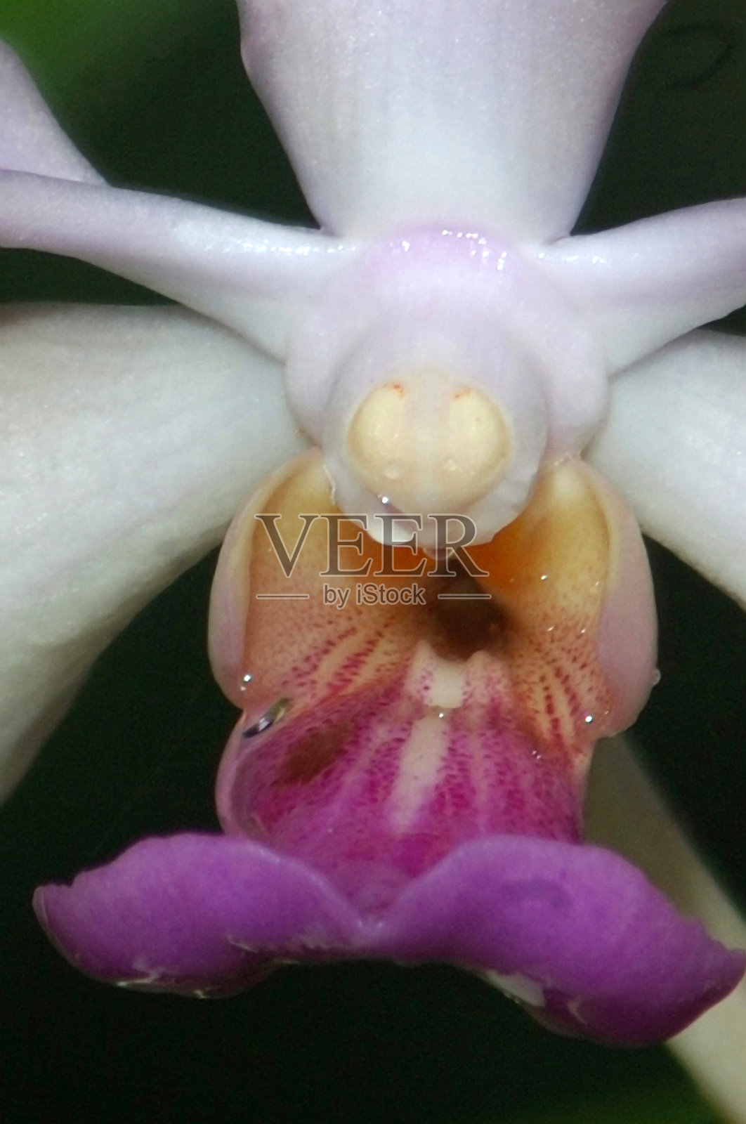 万代兰照片摄影图片