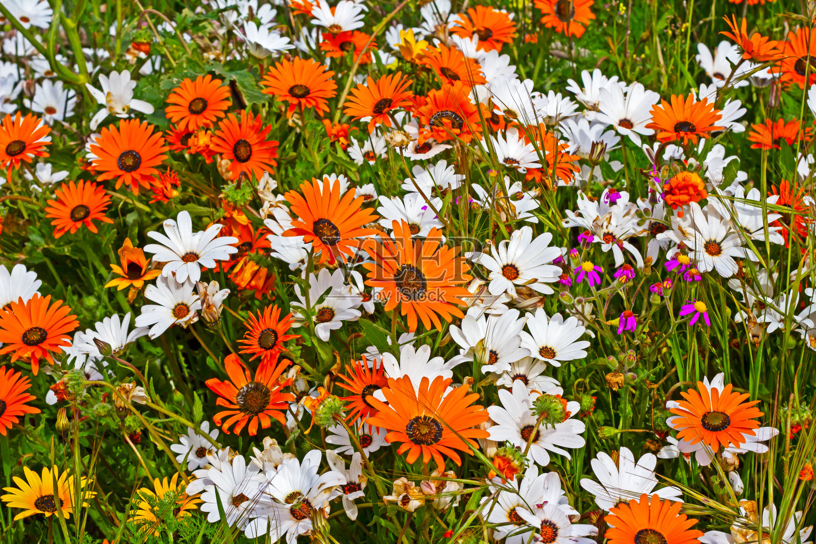 橙色、紫色和白色的雏菊盛开着春天的野花照片摄影图片