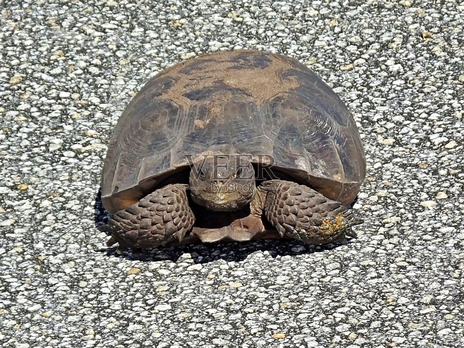 地鼠陆龟(地鼠波吕夫斯)幼年休息在道路上看相机照片摄影图片