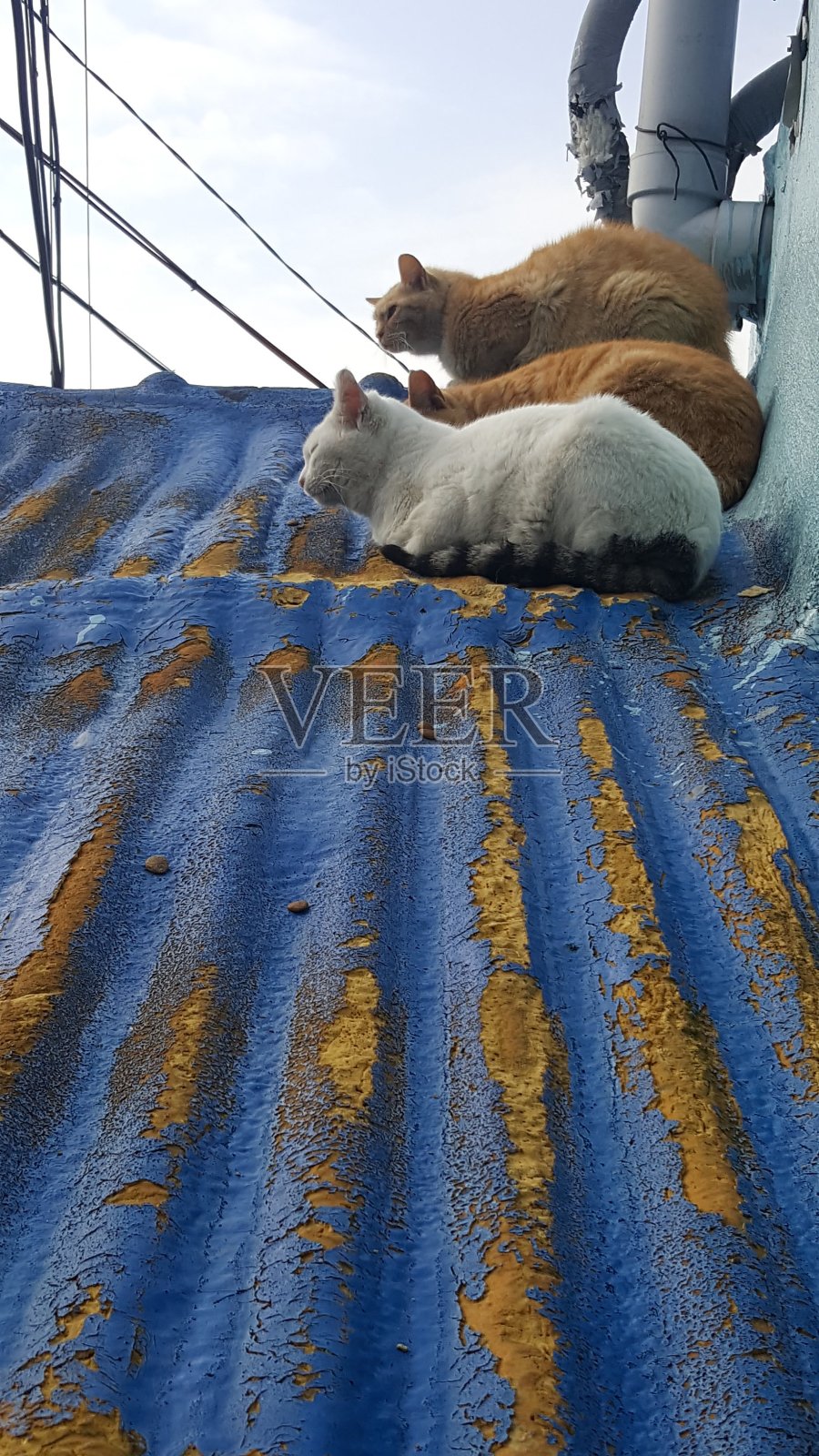 在韩国釜山的屋顶上休息的猫。照片摄影图片