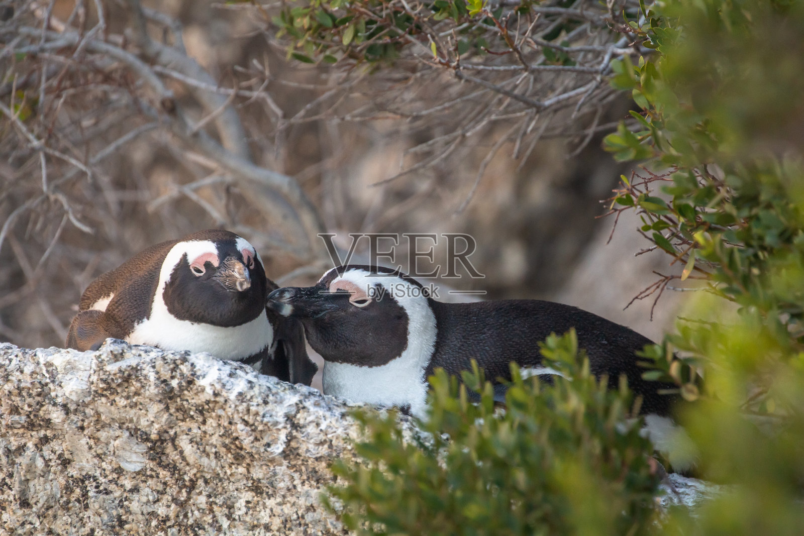 南非巨石企鹅群落照片摄影图片