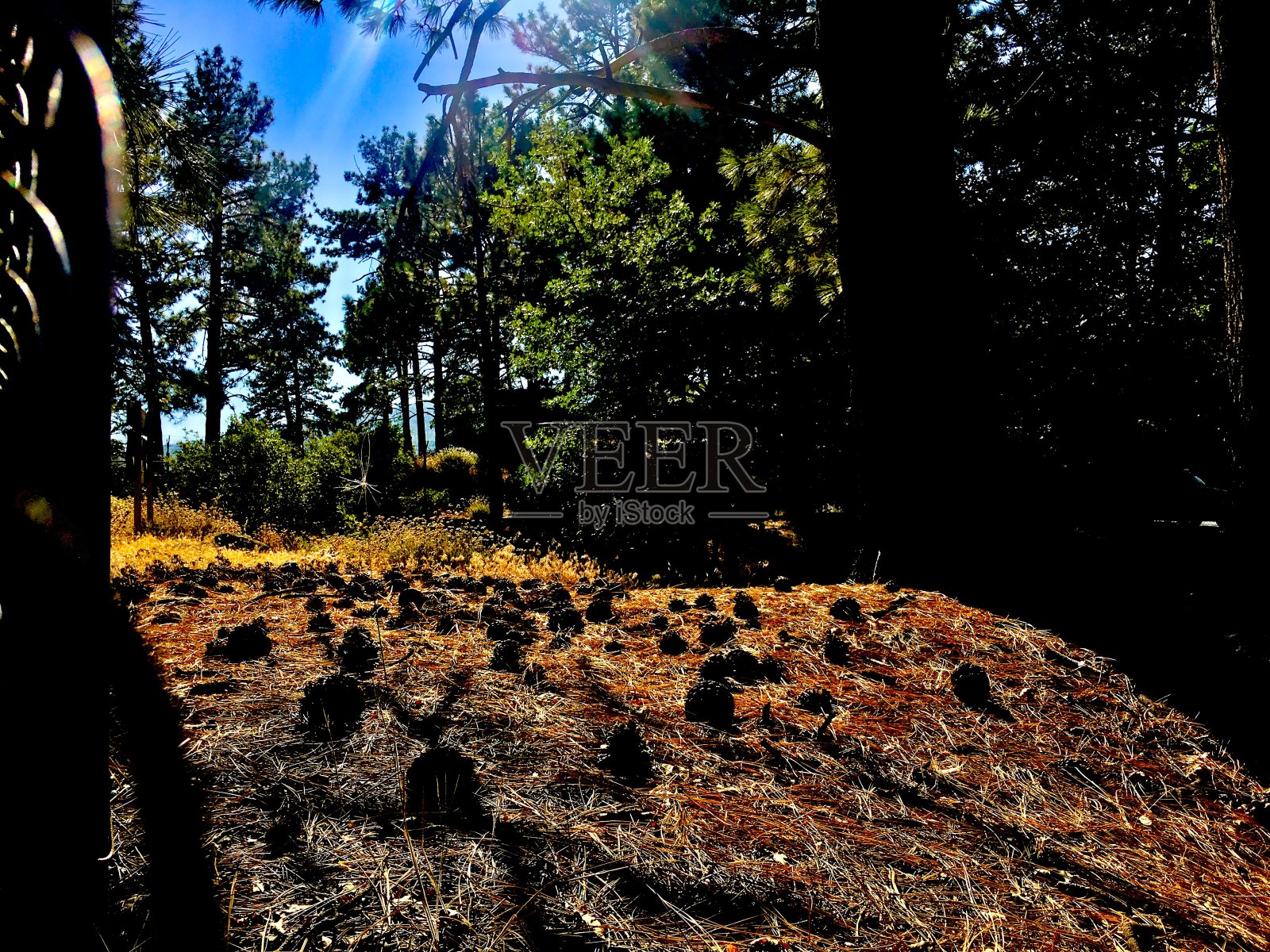 松果森林照片摄影图片