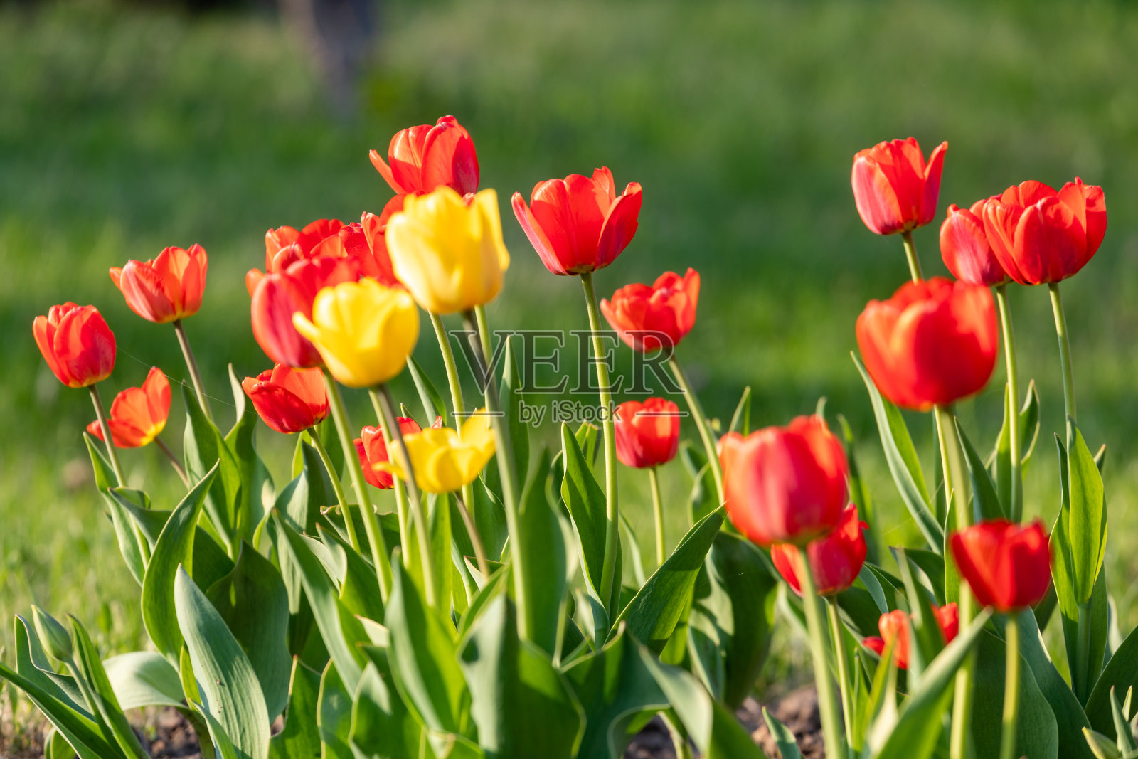 红色和黄色的郁金香在绿色的背景上照片摄影图片