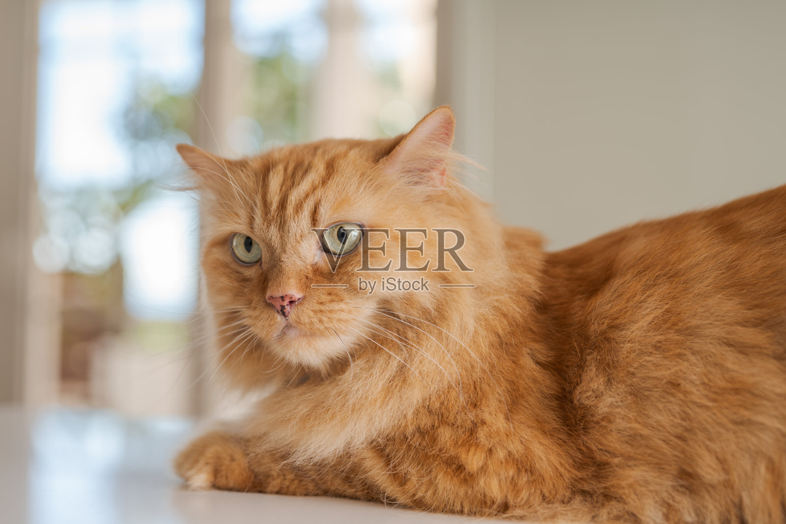 漂亮的短毛猫在家里照片摄影图片