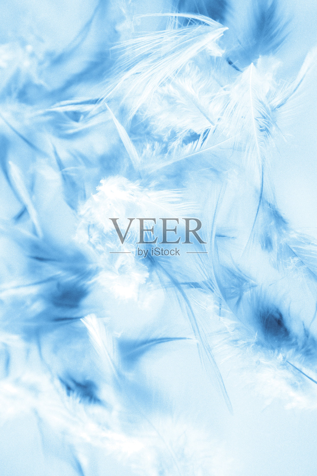美丽的抽象纹理接近颜色白色和蓝色的羽毛背景和壁纸照片摄影图片