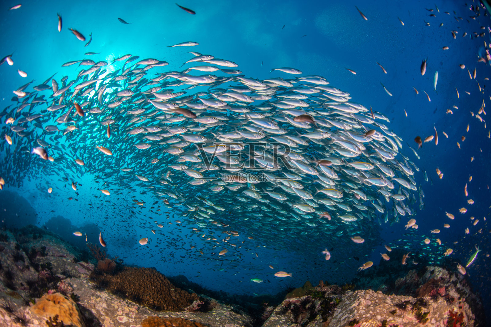 一群黄色条纹鲹，与海葵在水下照片摄影图片