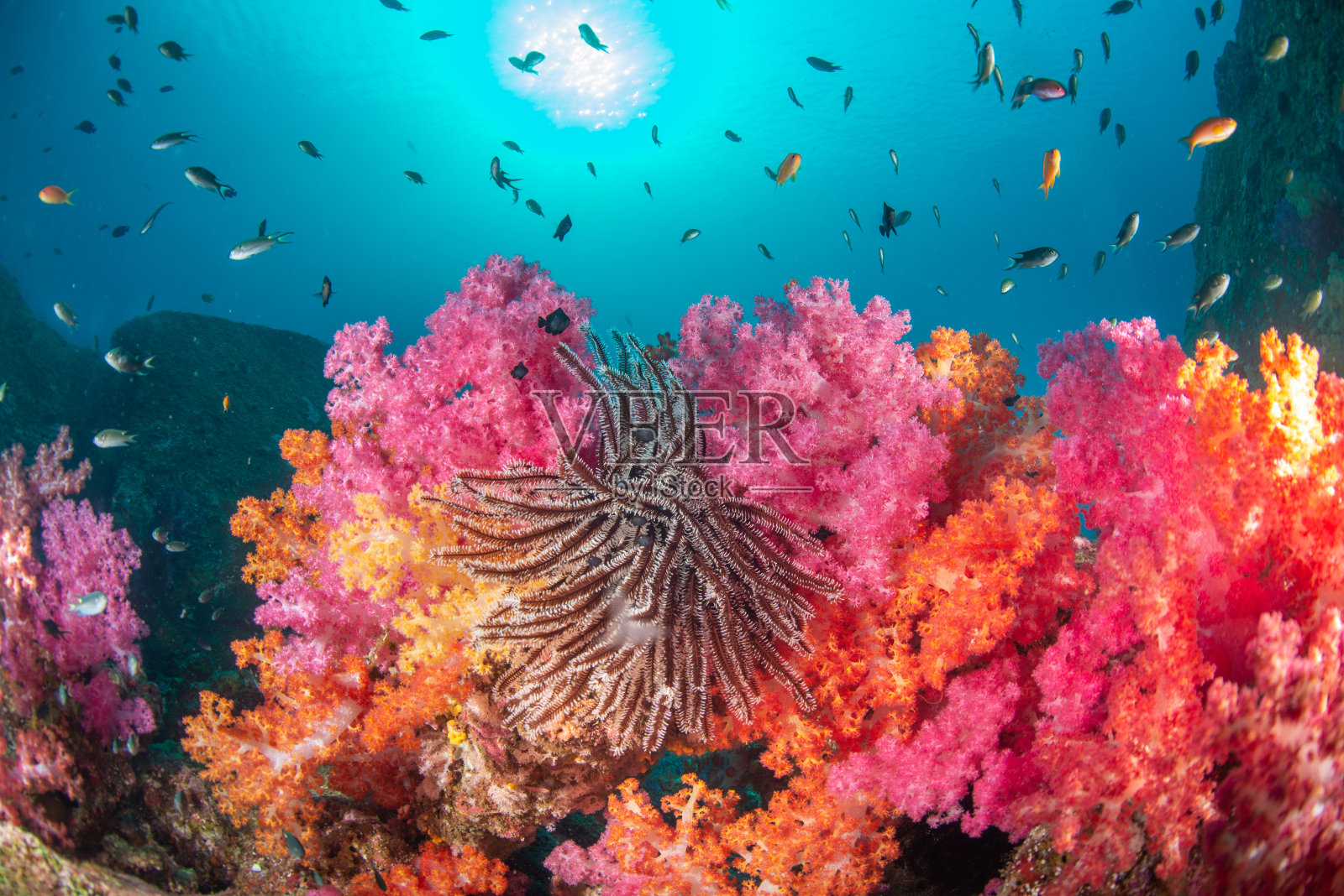 色彩丰富的软珊瑚有羽星，阳光和小鱼照片摄影图片