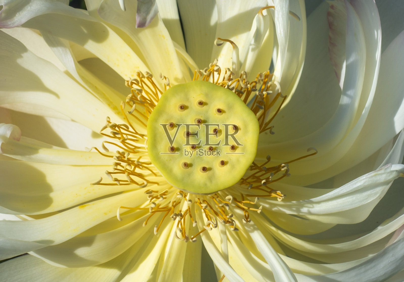 黄莲花宏观照片摄影图片