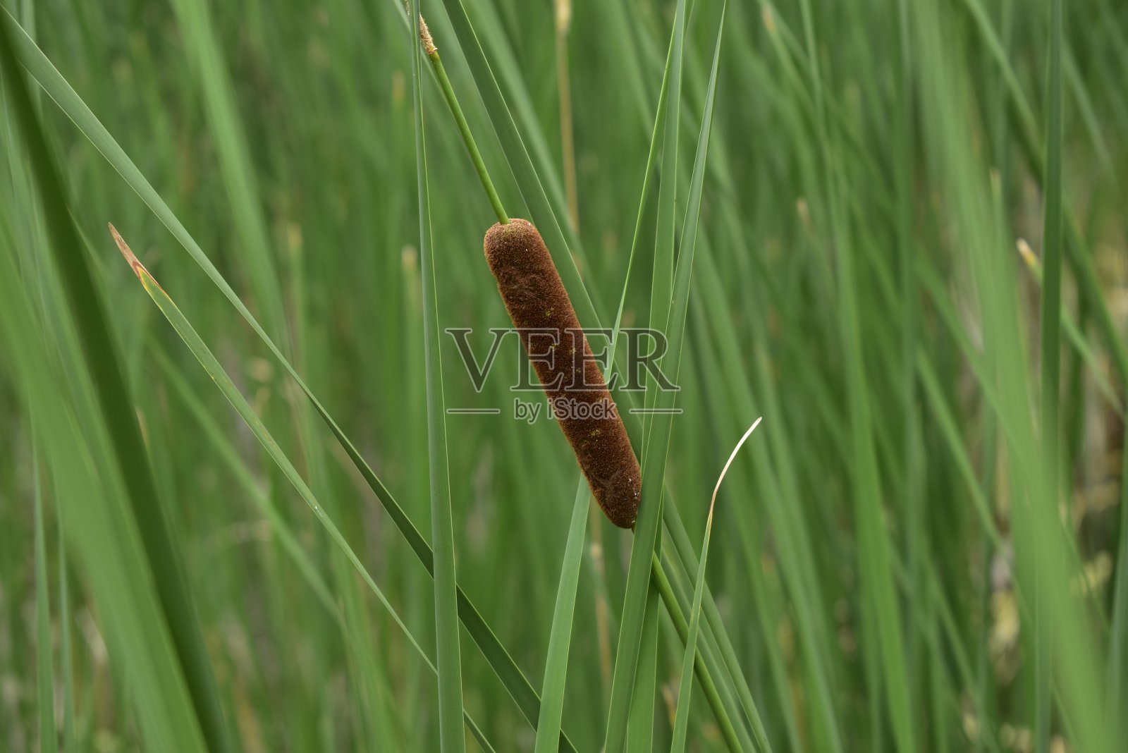 孤独的香蒲照片摄影图片