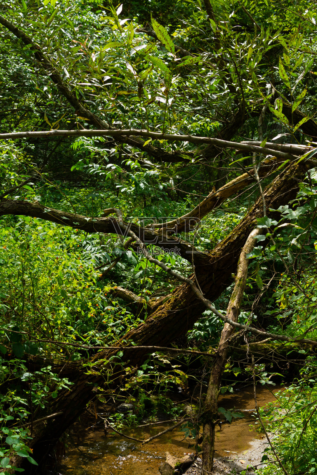 夏天的风景照片摄影图片