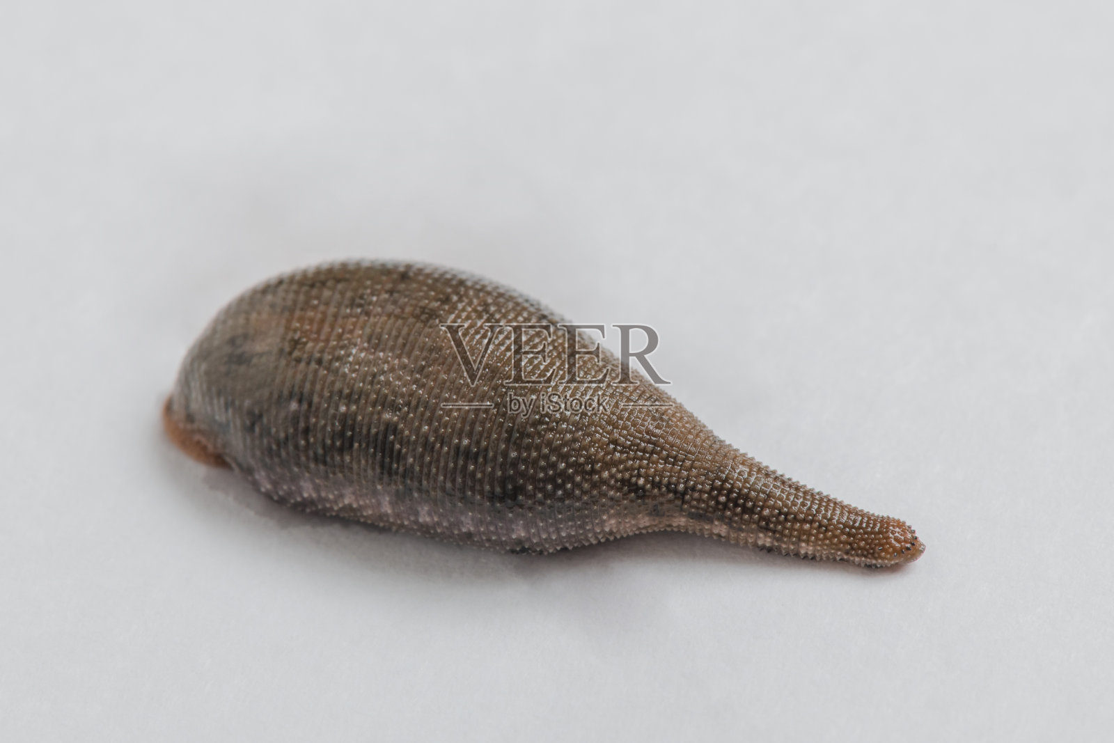 孤立在白色背景上的水蛭(环节动物)照片摄影图片