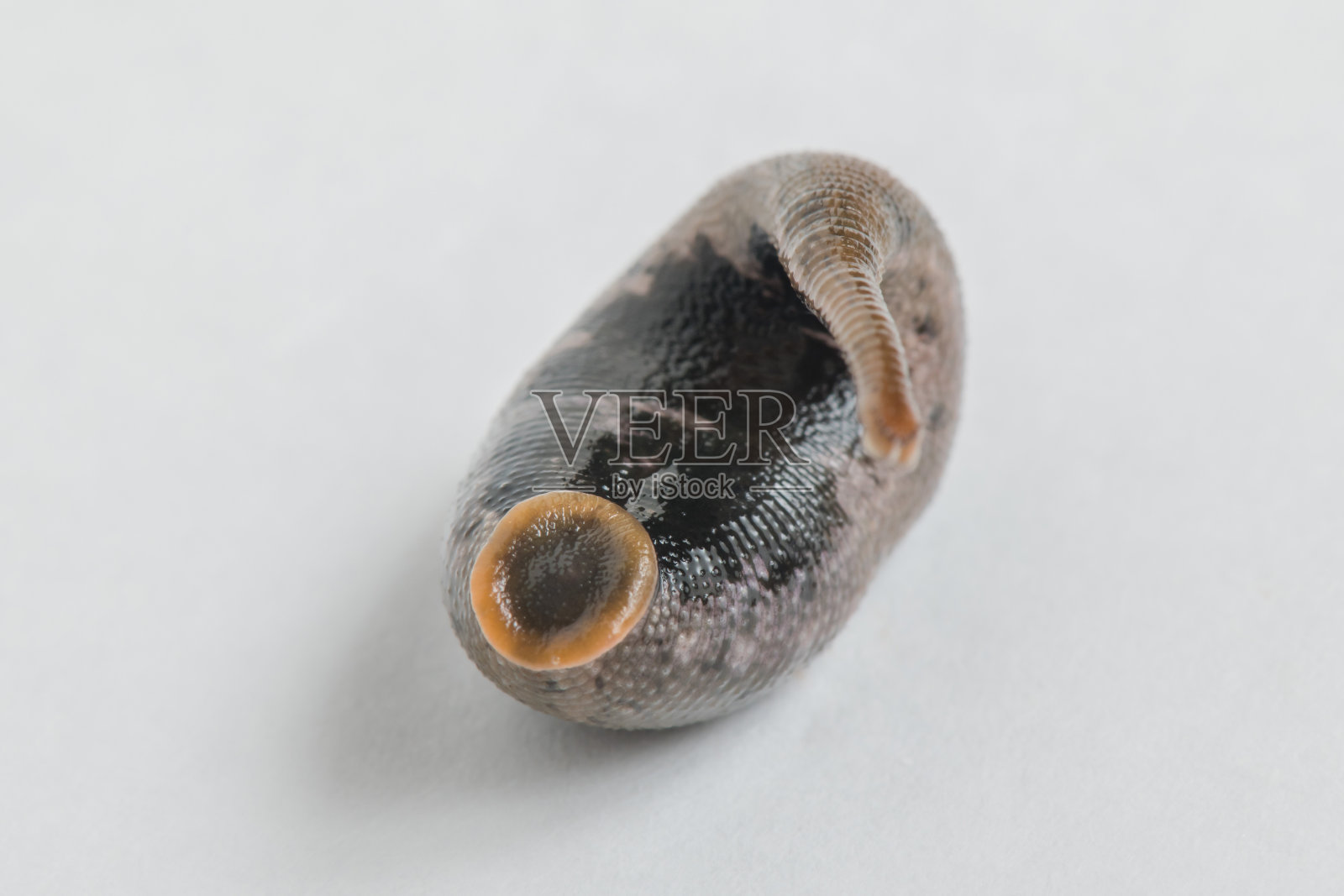 孤立在白色背景上的水蛭(环节动物)照片摄影图片