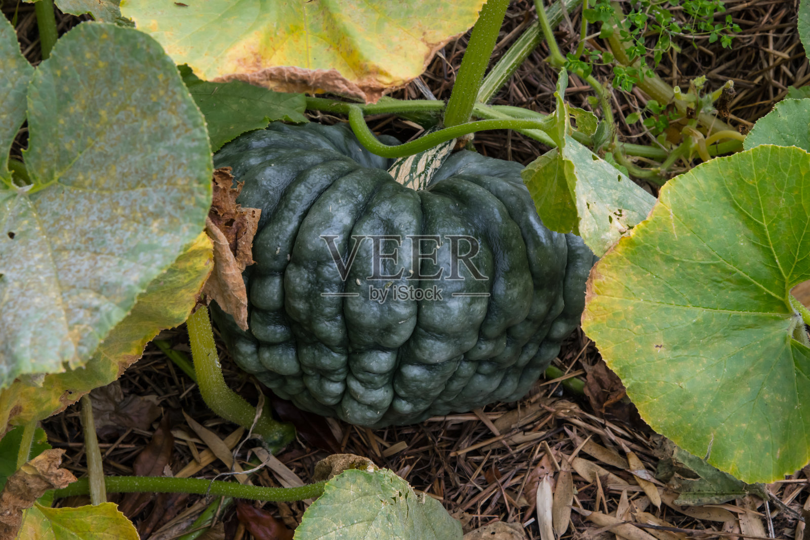 夏天的绿色南瓜照片摄影图片