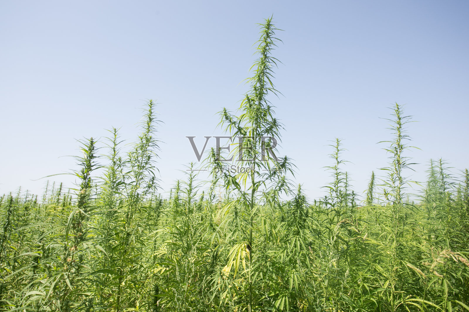 工业大麻地里的晴天照片摄影图片