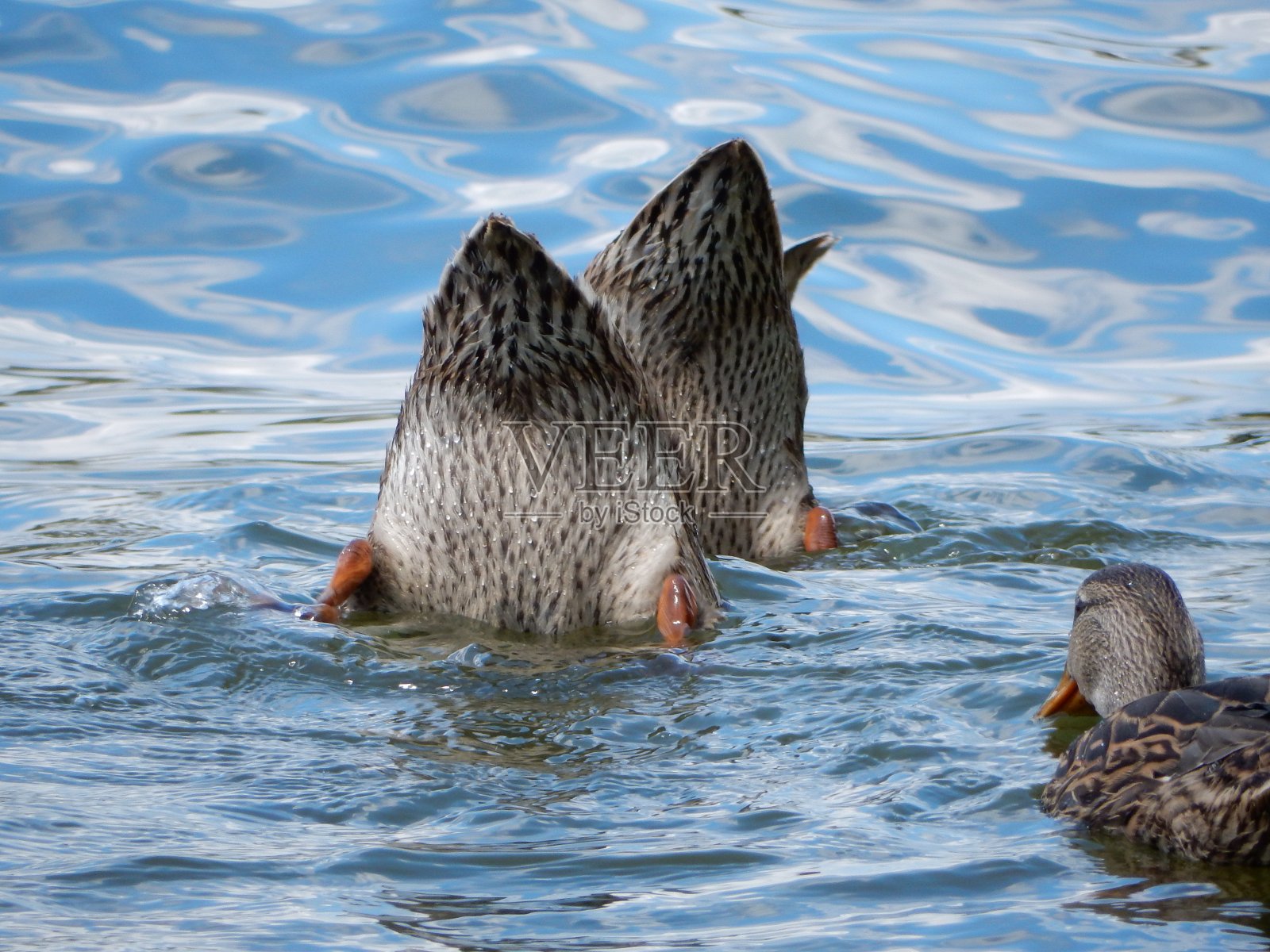 湖上的野鸭照片摄影图片