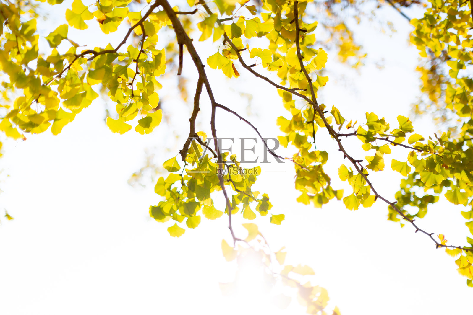 银杏的叶子照片摄影图片