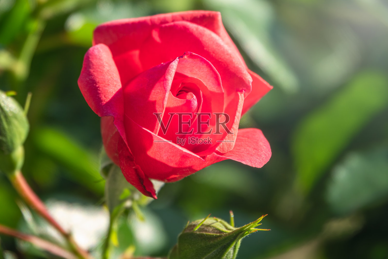 美丽的红色花园玫瑰花在绿色模糊的背景照片摄影图片