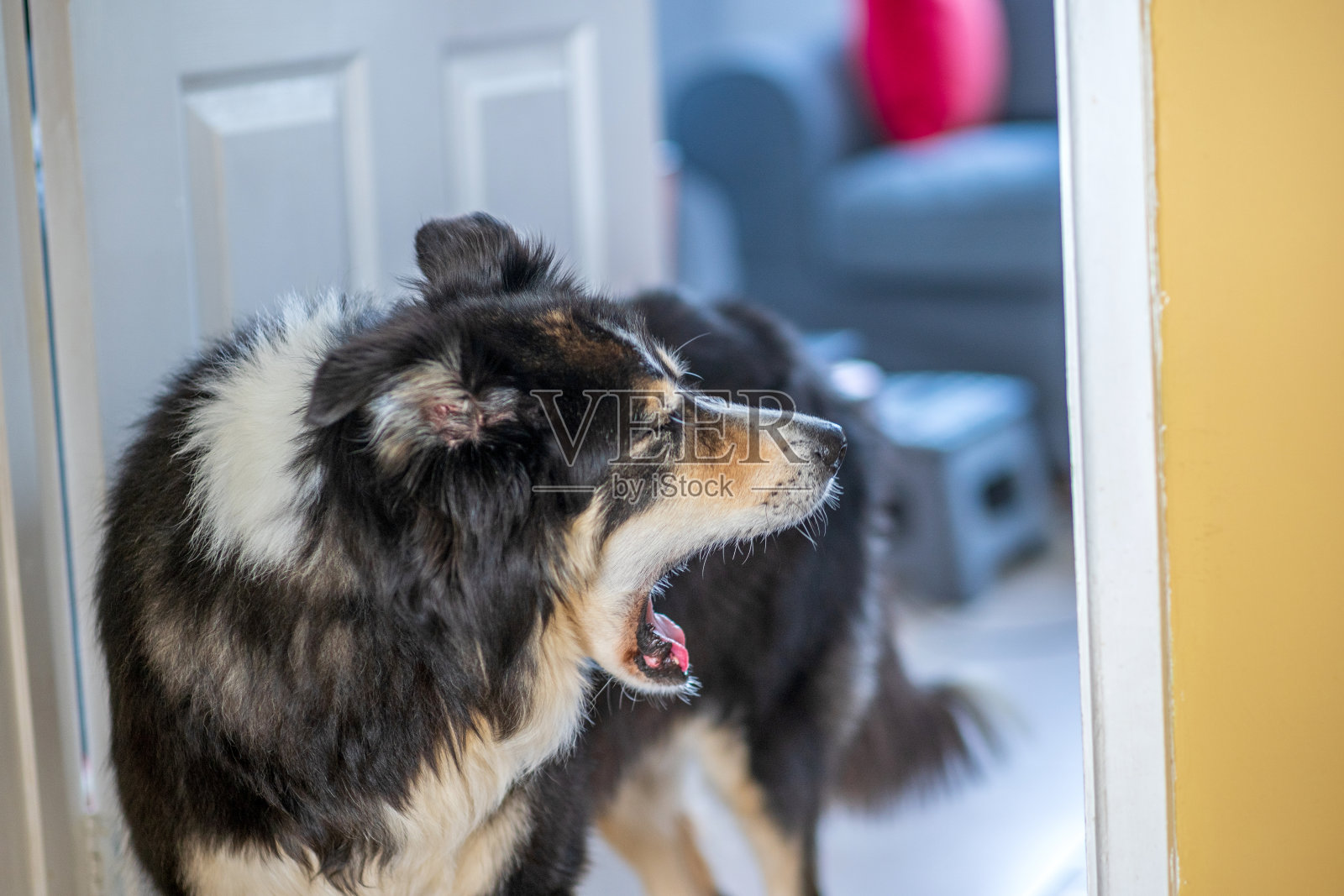 边境牧羊犬打哈欠照片摄影图片