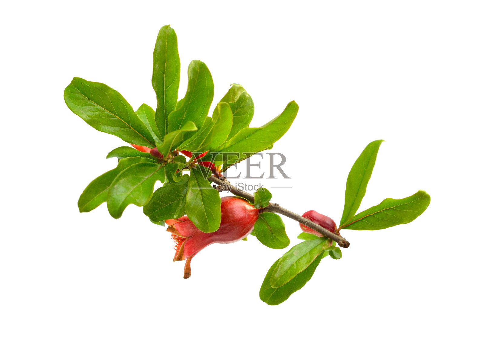 孤立在白色背景上的石榴或石榴的花照片摄影图片