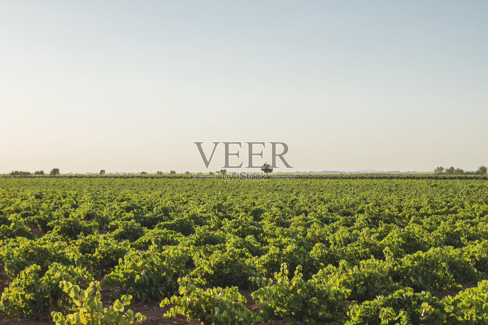 西班牙拉曼查的绿色葡萄园景观照片摄影图片