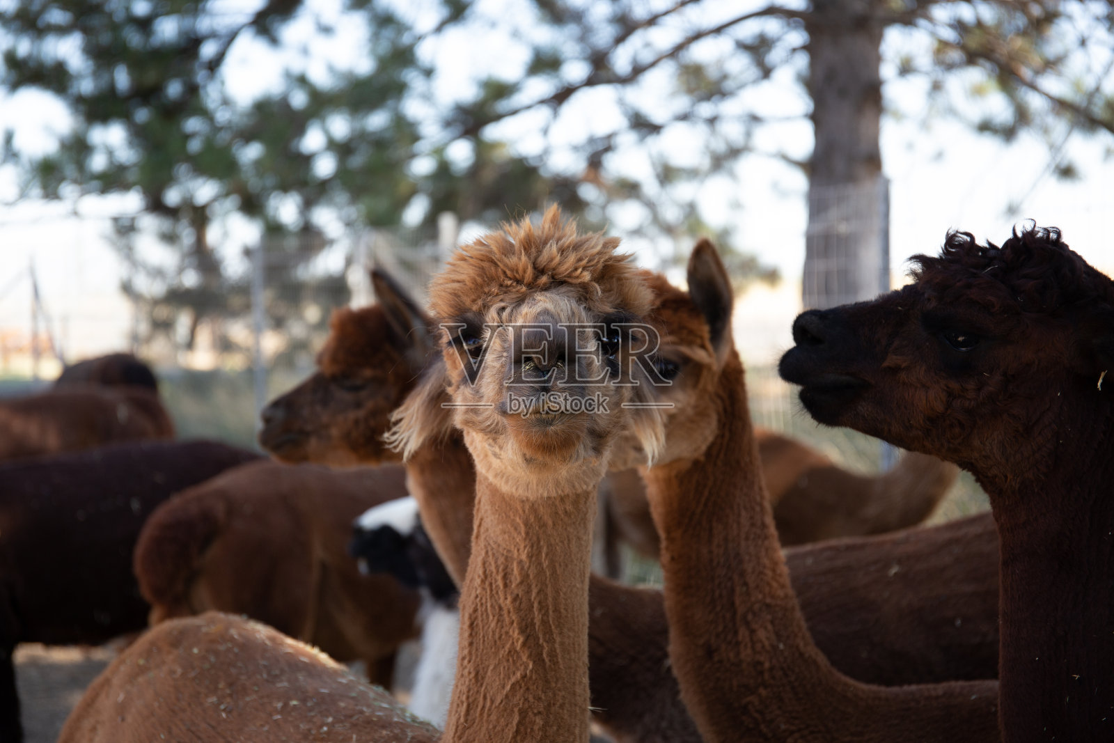 羊驼肖像:甜蜜，有趣的脸收集动物爱好者照片摄影图片