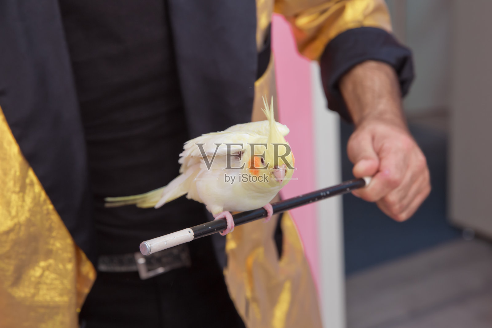 一只绿色的鹦鹉坐在一个男人的手上，可爱的小鸟。黄色的鹦鹉坐在巫师的魔杖上。照片摄影图片