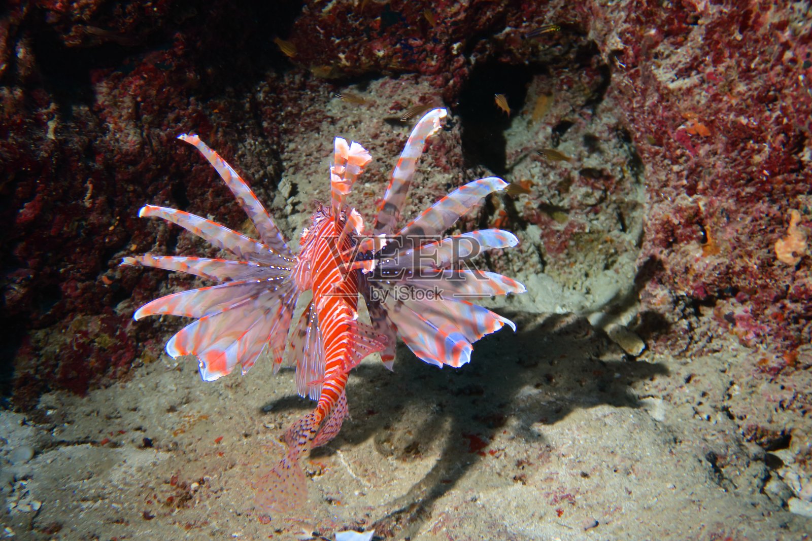 红狮子鱼照片摄影图片