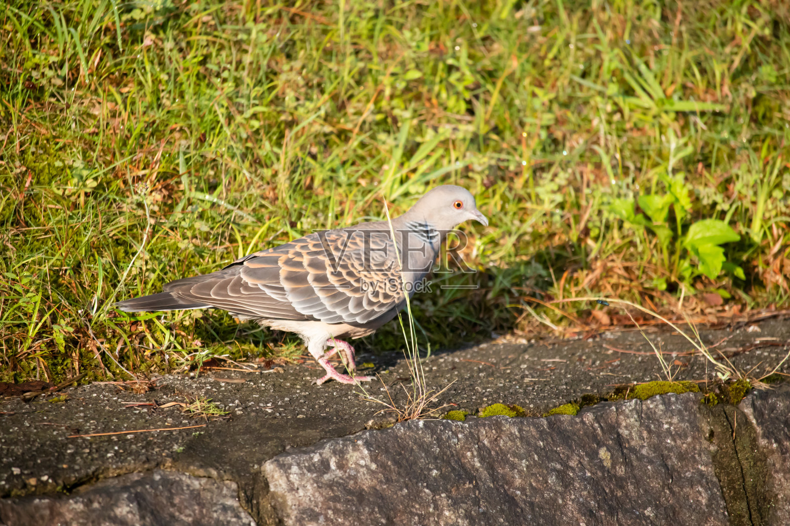 一只站在路边的鸽子。照片摄影图片