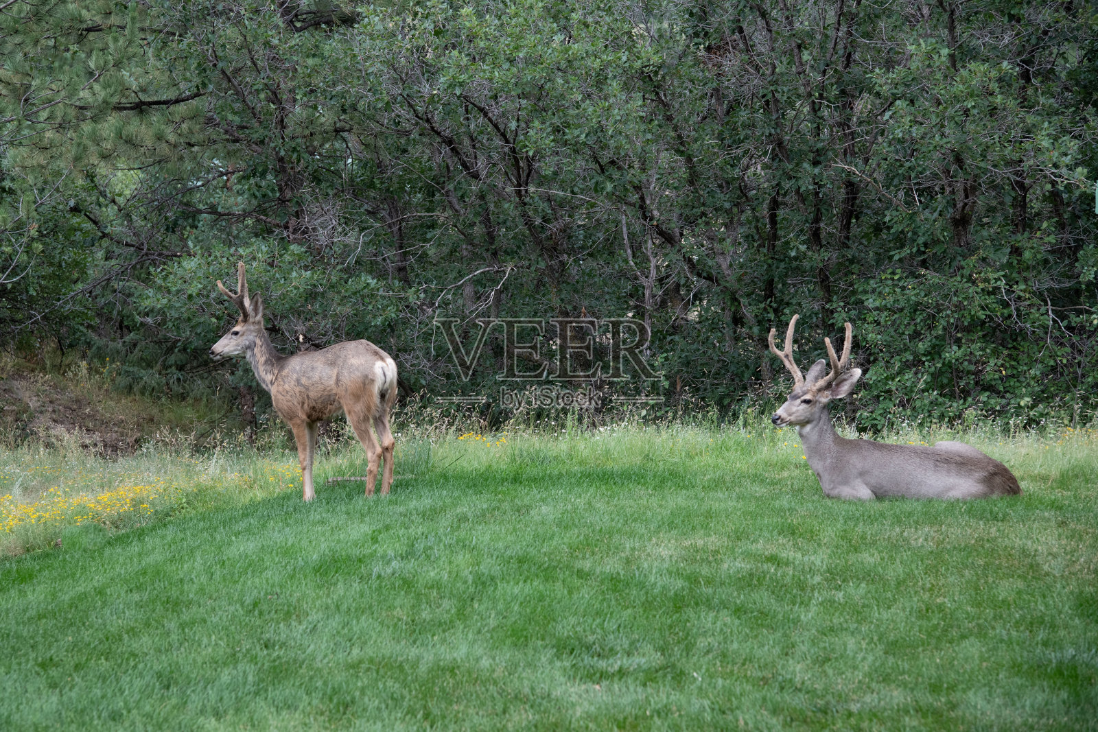 鹿在毛茸茸的绿色草地上休息照片摄影图片
