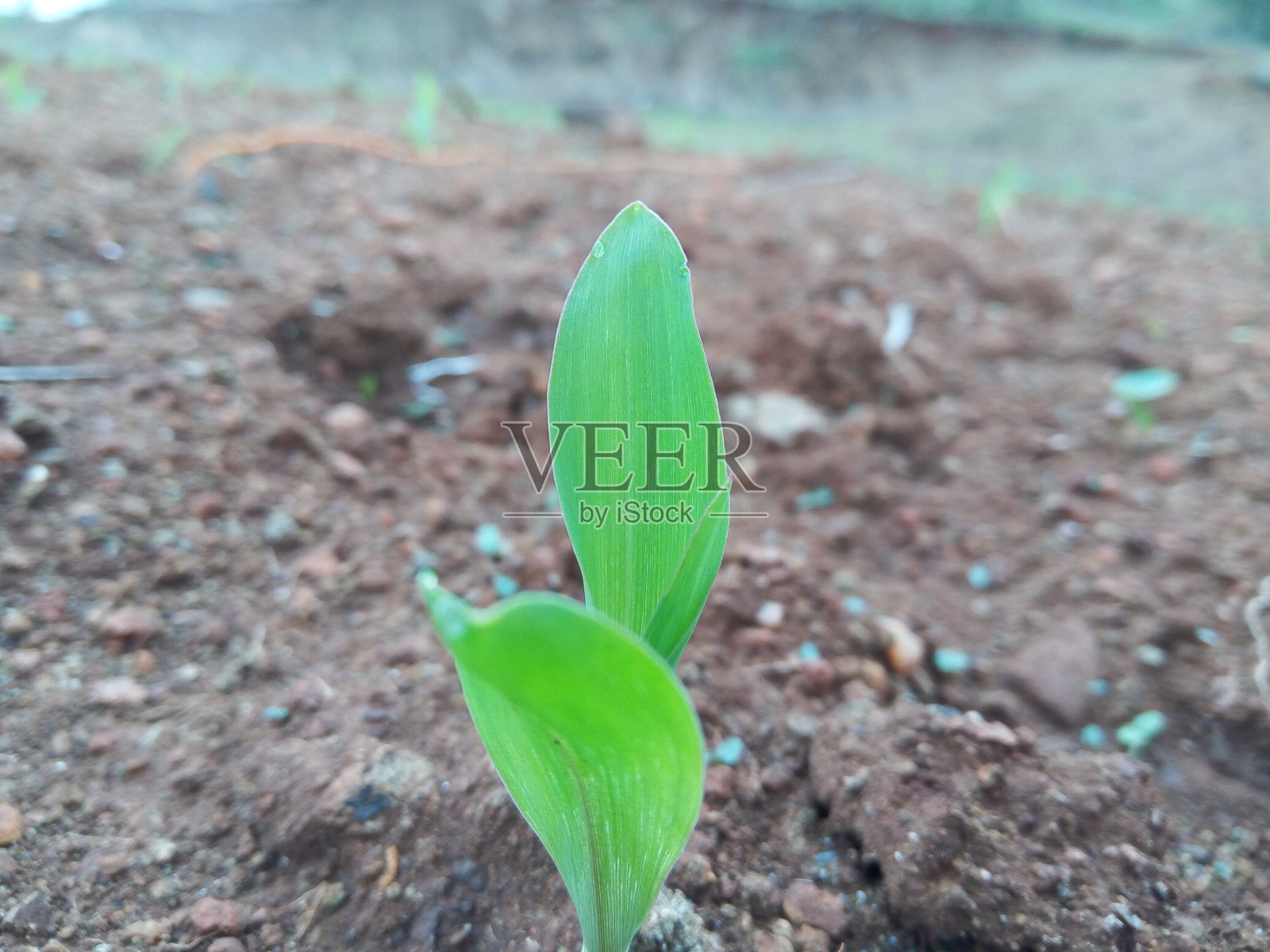 叶照片摄影图片