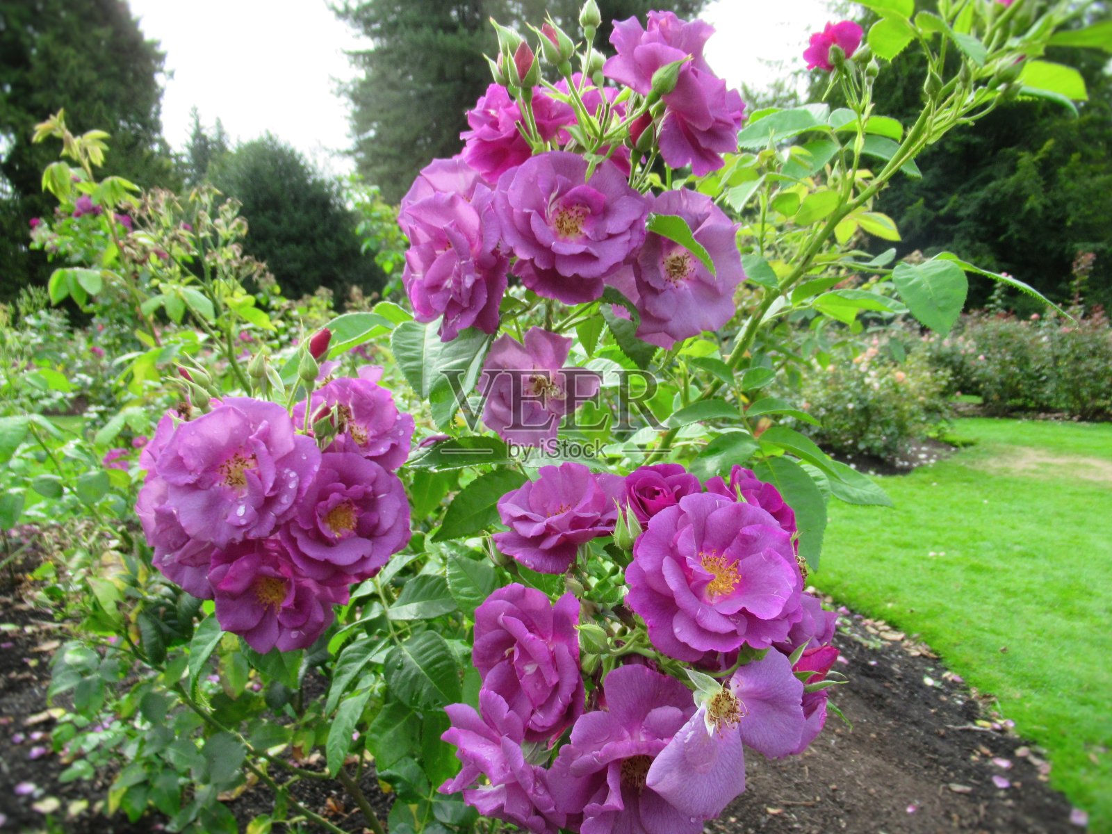 华丽明亮的紫色玫瑰花在温哥华公园花园照片摄影图片