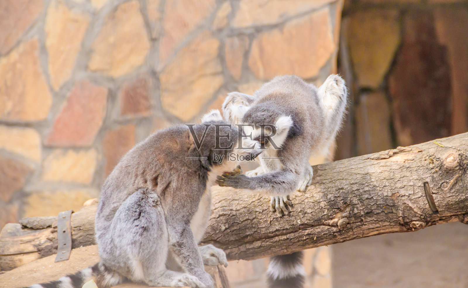 动物园里的狐猴。被囚禁的动物条纹的尾巴。照片摄影图片