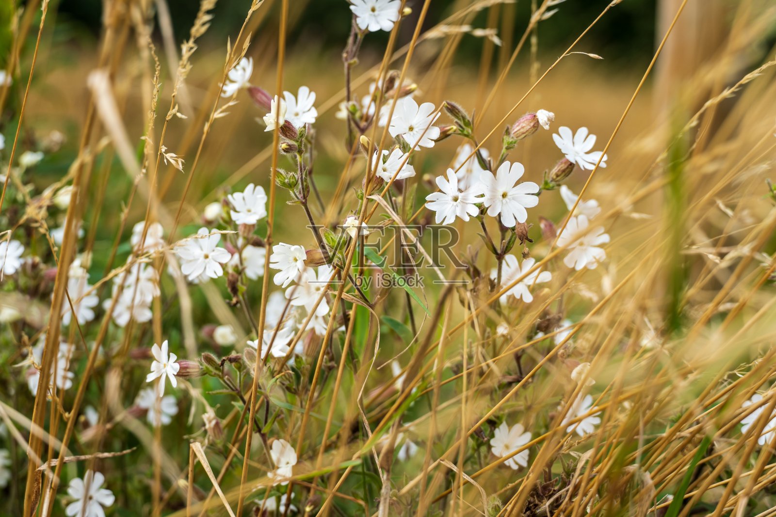 白色的野花照片摄影图片