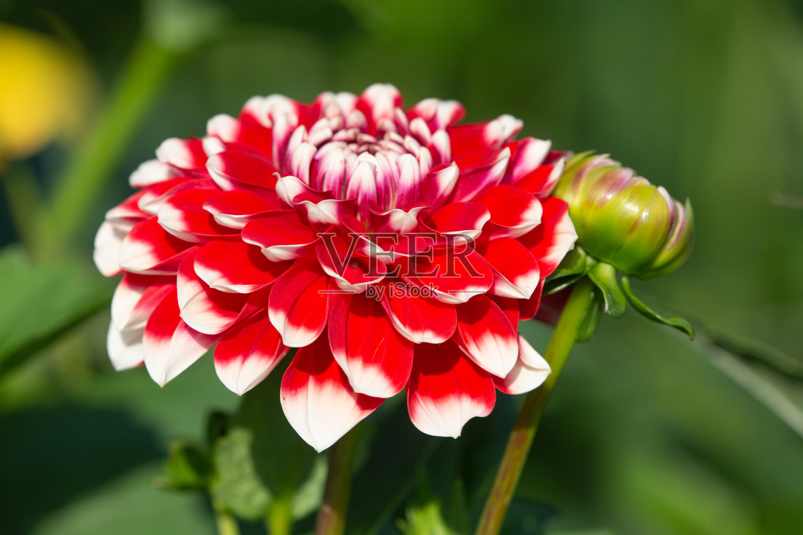 大丽花照片摄影图片