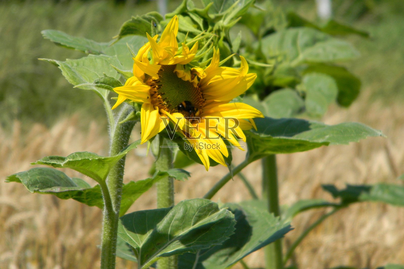 田野里盛开的向日葵照片摄影图片