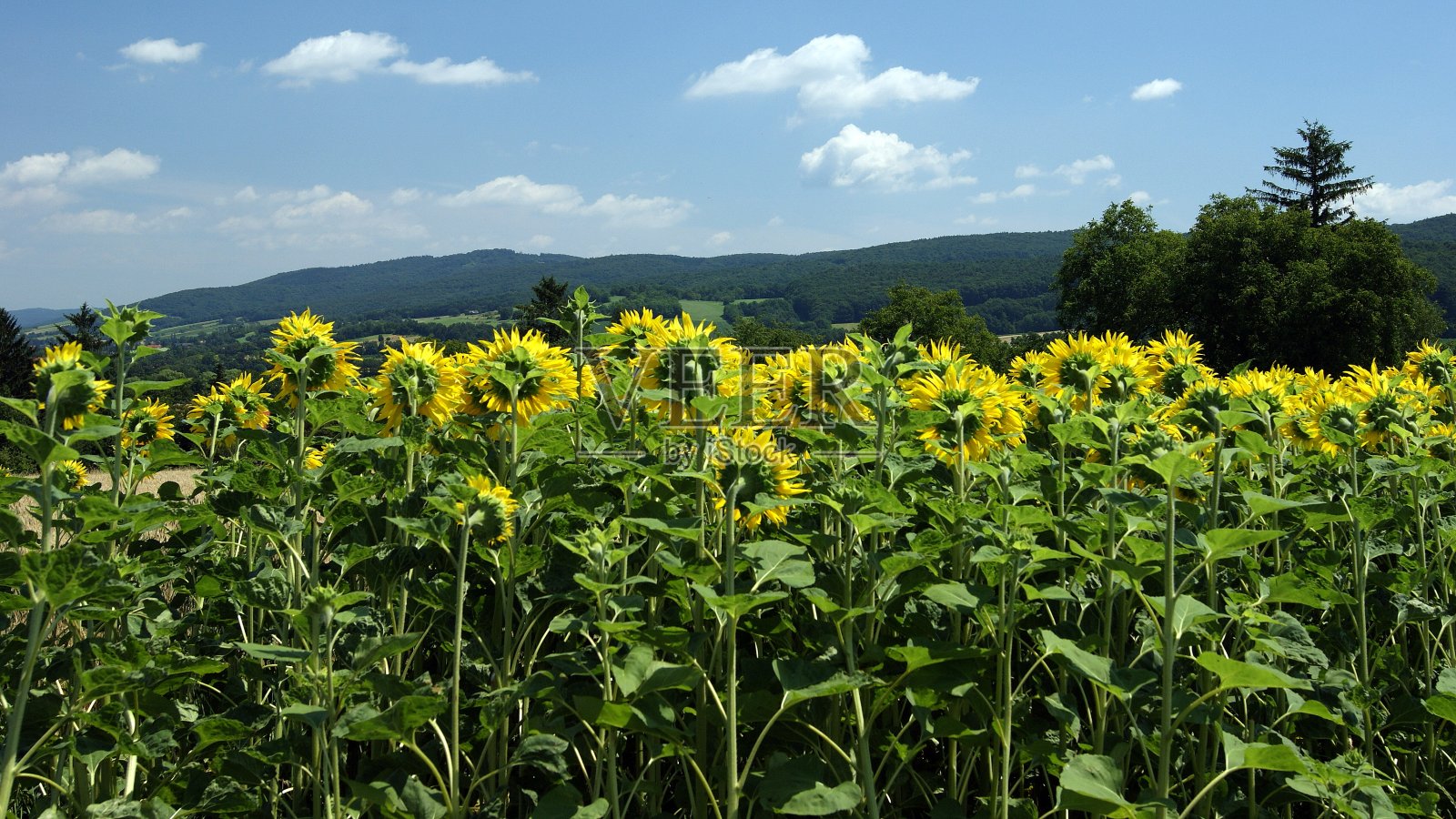 田野里盛开的向日葵照片摄影图片